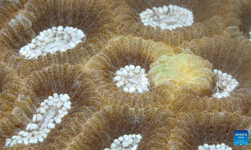 This photo taken on May 26, 2023 shows corals in the waters of Fenjiezhou Island of Hainan Province, south China. To restore the underwater ecology, conservation work has been carried out in the waters of Fenjiezhou Island since 2004, including coral transplantation and raising awareness of the significance of coral protection. The current coral coverage has seen remarkable increase in the tourist area.(Photo: Xinhua)