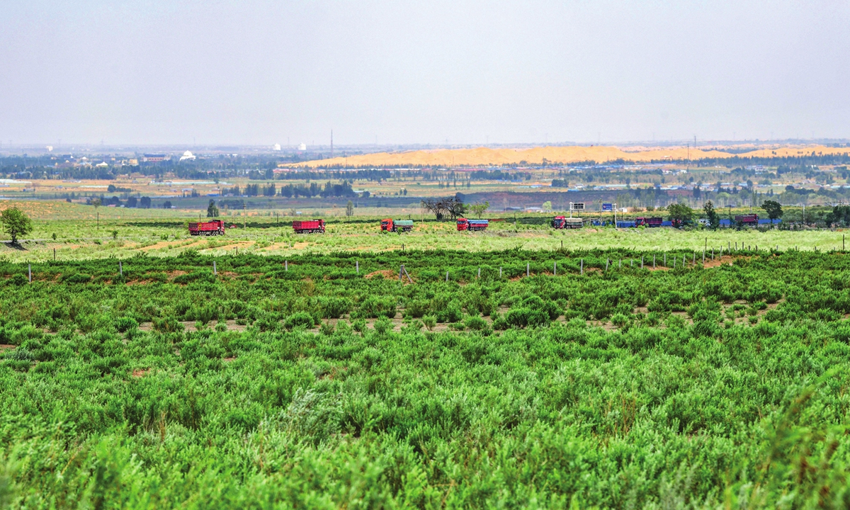 A tree planting site in the Mu Us Desert in Ordos, Inner Mongolia Autonomous Region, on June 10, 2023. Photo: VCG