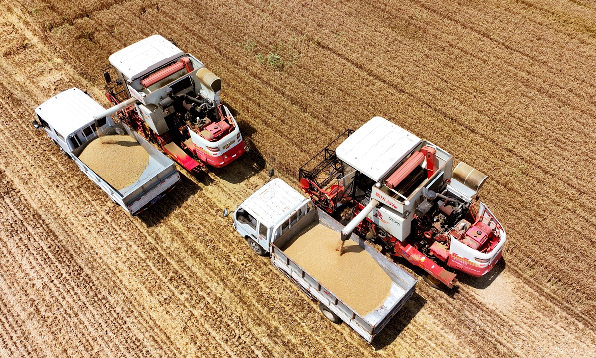 Machinery operators drive combined havesters to havest wheat on a farm in Dongying, East China's Shandong Province on June 13, 2023. The farm has 4,600 mu  (307 hectares) of wheat, with an estimated yield of 575 kilograms per mu, which is an increase of 100 kilograms per mu.  Photo: VCG