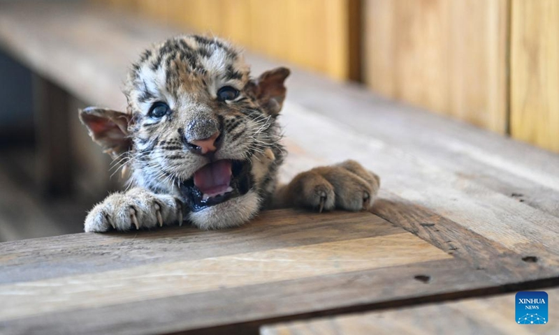 This photo taken on June 13, 2023 shows a Siberian tiger cub at the Siberian Tiger Park in Harbin, northeast China's Heilongjiang Province. The Siberian Tiger Park is a key breeding base of the China Hengdaohezi Feline Breeding Center. More than 10 Siberian tiger cubs have been born here this year.(Photo: Xinhua)