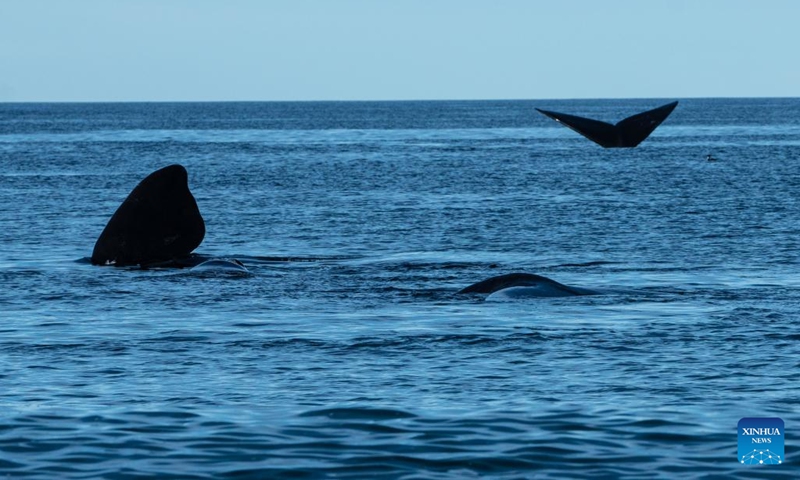 This photo taken on June 13, 2023 shows southern right whales in Puerto Madryn, Argentina. Thousands of whales come to breed and calve here between June and December every year.(Photo: Xinhua)