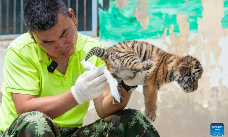 A staff member cleans a Siberian tiger cub at the Siberian Tiger Park in Harbin, northeast China's Heilongjiang Province, June 13, 2023. The Siberian Tiger Park is a key breeding base of the China Hengdaohezi Feline Breeding Center. More than 10 Siberian tiger cubs have been born here this year.(Photo: Xinhua)