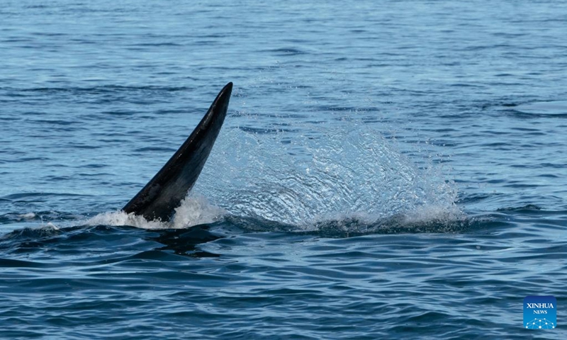 This photo taken on June 13, 2023 shows a southern right whale in Puerto Madryn, Argentina. Thousands of whales come to breed and calve here between June and December every year.(Photo: Xinhua)