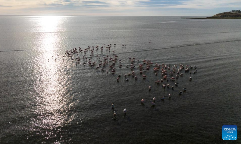 This aerial photo taken on June 13, 2023 shows flamingos in Puerto Madryn, Argentina. Thousands of whales come to breed and calve here between June and December every year.(Photo: Xinhua)