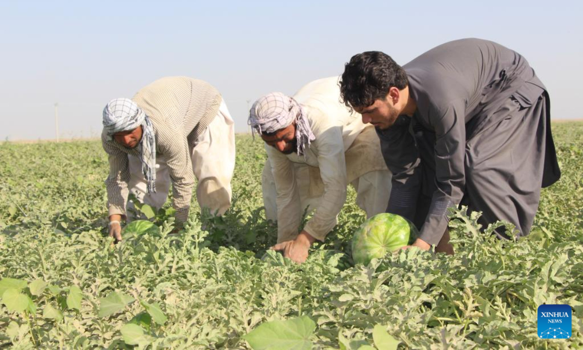 Farmers harvest watermelons at a watermelon field in Kunduz province, Afghanistan, June 17, 2023. Photo:Xinhua