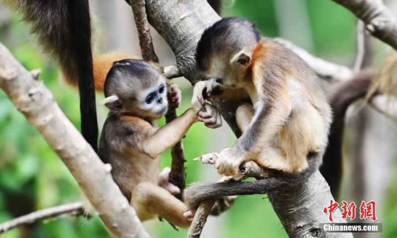 Golden snub-nosed monkeys enjoy life in Sichuan - Global Times