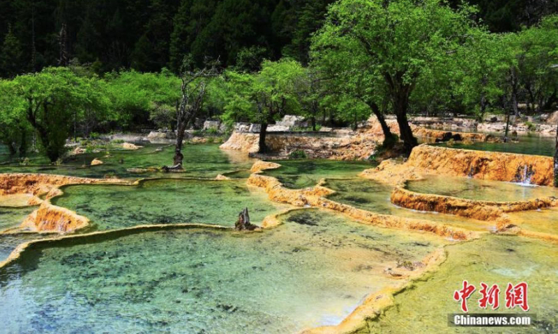 Enchanting scenery of Huanglong Scenic and Historic Interest Area in Songpan County, southwest China's Sichuan Province, June 19, 2023. (Photo: China News Service/An Yuan) Famous for its colorful water pools, snow mountains, deep valleys and forests, Huanglong was listed as one of UNESCO world heritage sites in 1992, becoming a popular tourist attraction.