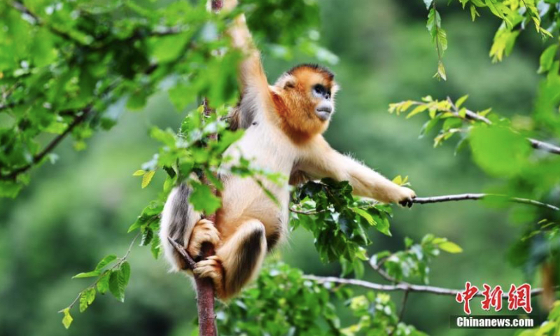 A golden snub-nosed monkey rests on a tree at Baihe National Nature Reserve in Jiuzhaigou County, Aba Prefecture, southwest China's Sichuan Province, June 17, 2023. (Photo: China News Service/An Yuan)