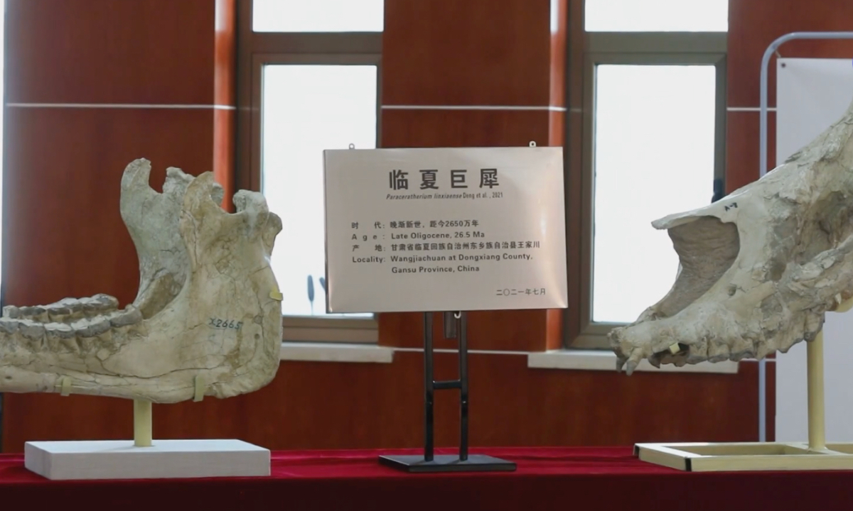 A 26.5 million-year-old giant rhino fossil has been unearthed in northwest China's Gansu. Photo: Xinhua