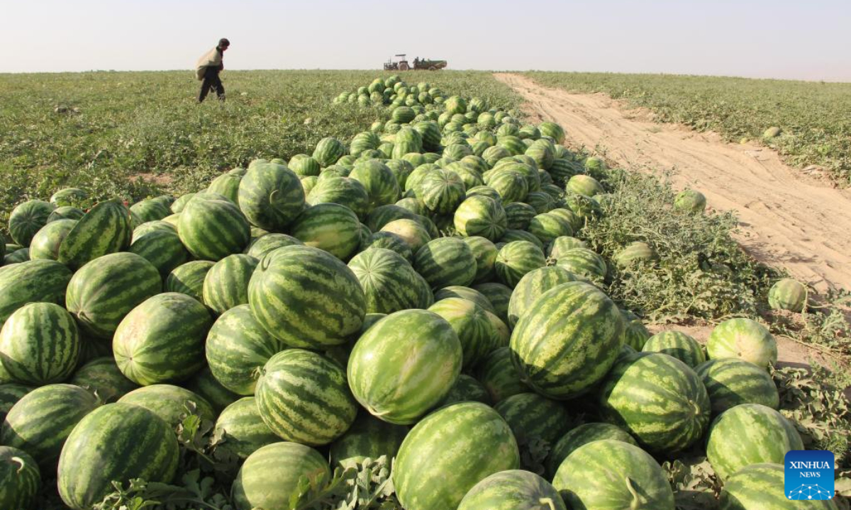 Farmers harvest watermelons at a watermelon field in Kunduz province, Afghanistan, June 17, 2023. Photo:Xinhua