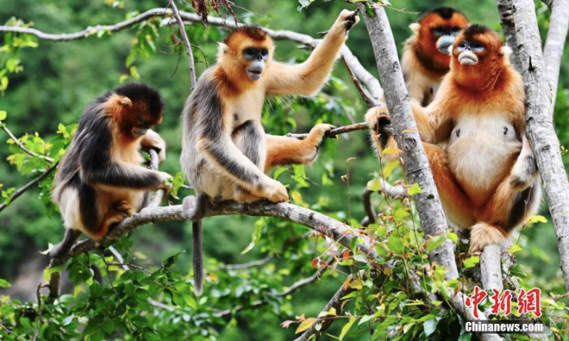 Golden snub-nosed monkeys rest on a tree at Baihe National Nature Reserve in Jiuzhaigou County, Aba Prefecture, southwest China's Sichuan Province, June 17, 2023. (Photo: China News Service/An Yuan)