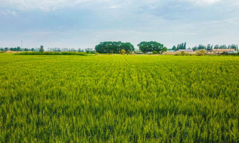 This aerial photo taken on June 17, 2023 shows the wheat fields in Bayannur, north China's Inner Mongolia Autonomous Region. (Xinhua/Peng Yuan)