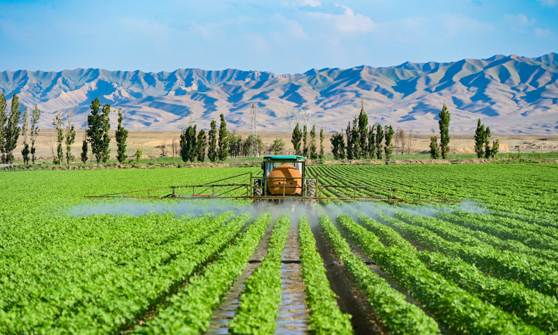 A farmer drives a machine to spray pesticide on cotton in Hutubi County, Northwest China's Xinjiang Uygur Autonomous Region, on June 19, 2023. Xinjiang is a major cotton production base in China. In 2022, Xinjiang's cotton output reached 5.391 million tons, accounting for 90.2 percent of the country's total. Photo: VCG