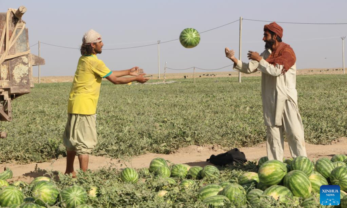 Farmers harvest watermelons at a watermelon field in Kunduz province, Afghanistan, June 17, 2023. Photo:Xinhua