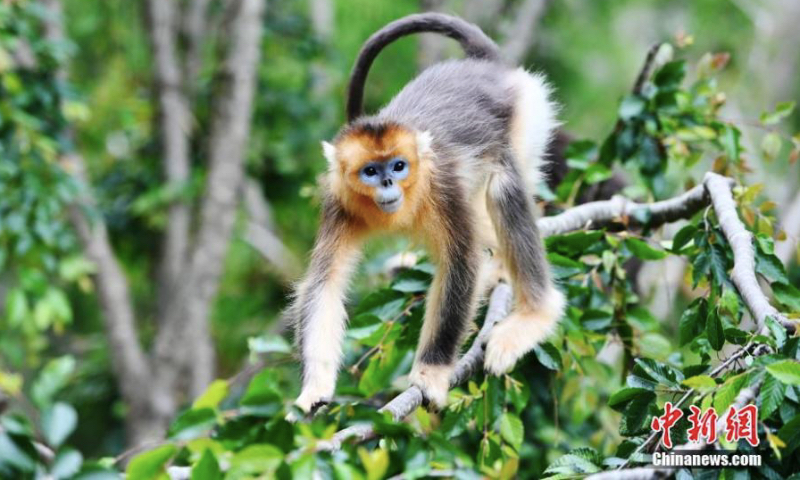 A golden snub-nosed monkey rests on a tree at Baihe National Nature Reserve in Jiuzhaigou County, Aba Prefecture, southwest China's Sichuan Province, June 17, 2023. (Photo: China News Service/An Yuan)