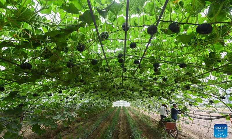 Farmers harvest pumpkins at an agricultural ecological park in Huayuan Village of Nanma Town, Dongyang City, east China's Zhejiang Province, June 19, 2023. Under Zhejiang's Green Rural Revival Program, thousands of villages in the province have focused on green and sustainable development, exploring their own ways in building a beautiful countryside while maintaining economic gains.(Photo: Xinhua)