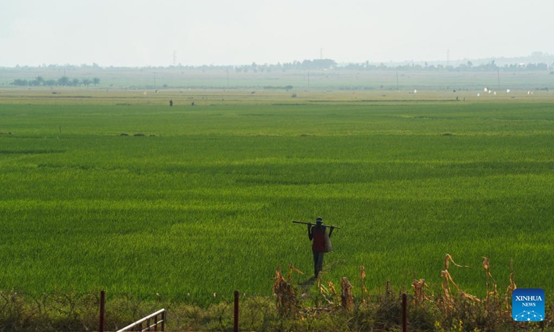 This photo taken on June 22, 2023 shows a grain feild in Bujumbura, Burundi. Bujumbura is economic capital, the largest city and main port of Burundi. (Xinhua/Han Xu)