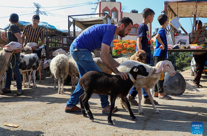 A man selects sheep at a livestock market ahead of Eid al-Adha in Gaza City, on June 23, 2023. (Photo by Rizek Abdeljawad/Xinhua)