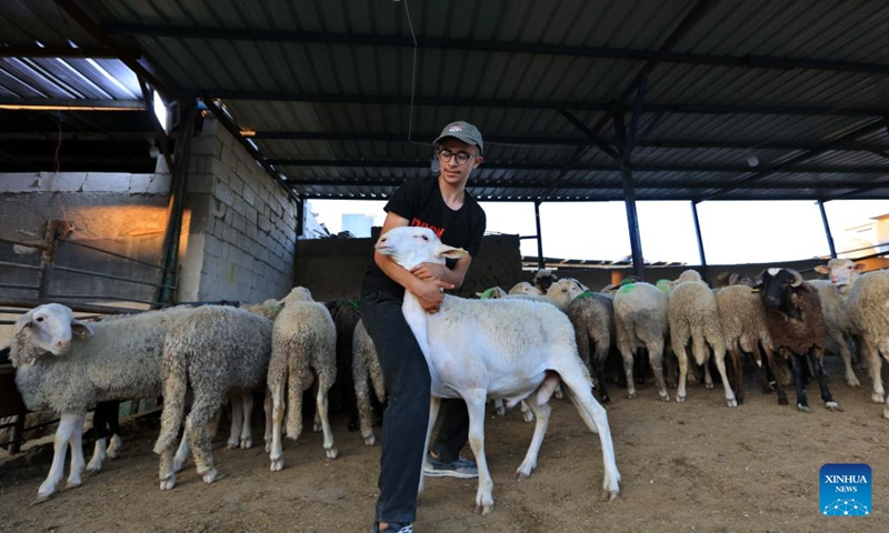 A seller selects sheep for customers at a livestock market ahead of Eid al-Adha in Amman, Jordan, on June 23, 2023. (Photo by Mohammad Abu Ghosh/Xinhua)