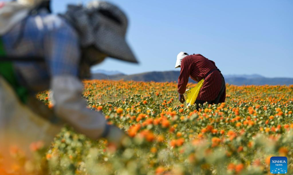 Villagers pick safflower threads in Jianggesi Township of Yumin County, northwest China's Xinjiang Uygur Autonomous Region, July 7, 2023. Covering an area of 153,000 mu (10,200 hectares), safflowers in Yumin County have recently entered the harvest season. Photo:Xinhua