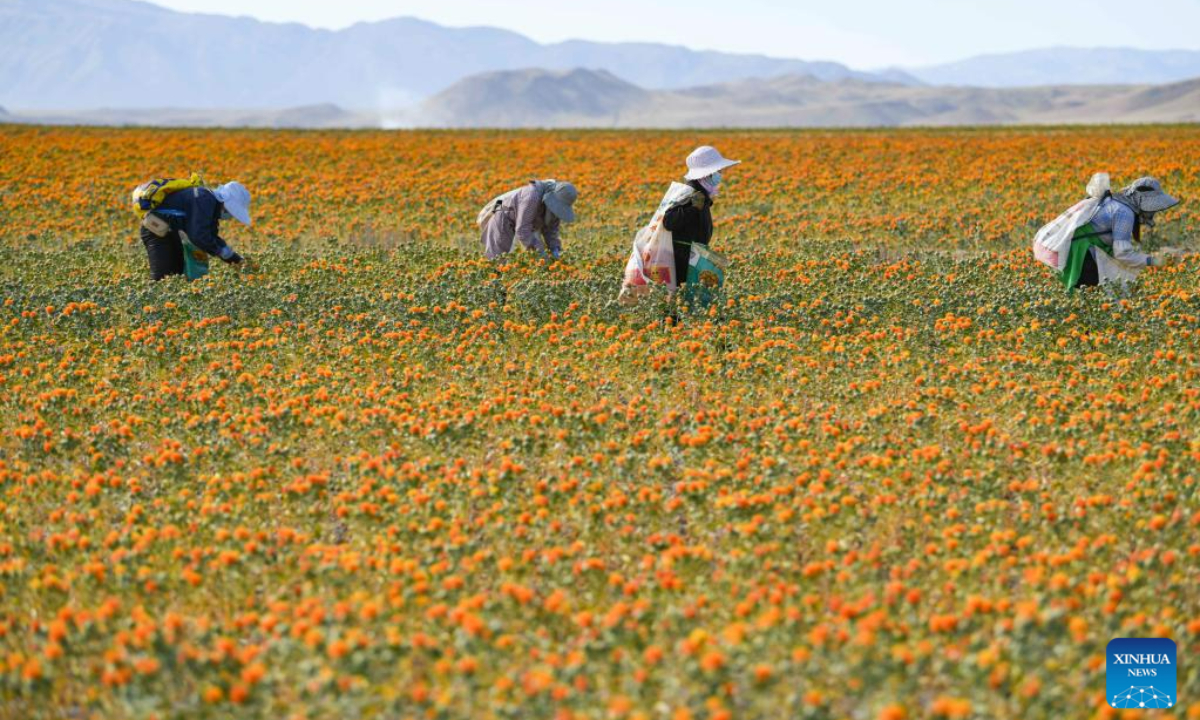 Villagers pick safflower threads in Jianggesi Township of Yumin County, northwest China's Xinjiang Uygur Autonomous Region, July 7, 2023. Covering an area of 153,000 mu (10,200 hectares), safflowers in Yumin County have recently entered the harvest season. Photo:Xinhua