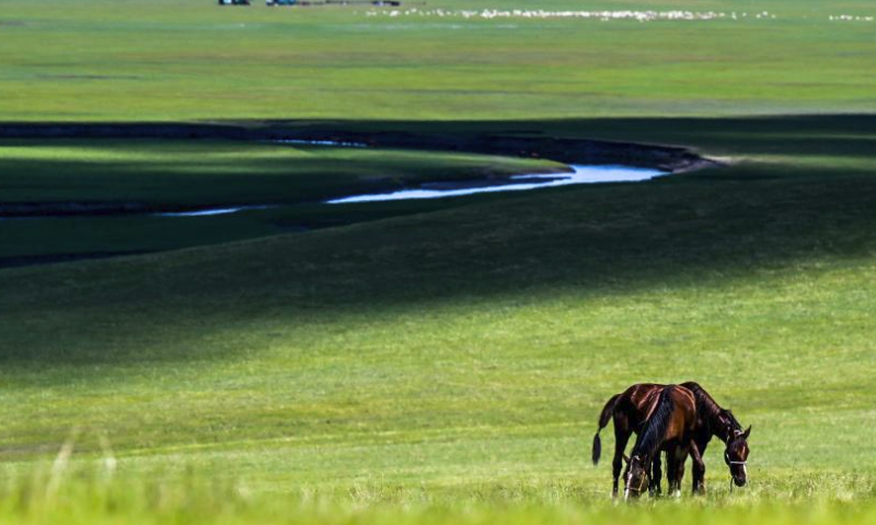 This photo taken on July 1, 2023 shows scenery along the Mergel Gol River in Hulun Buir, north China's Inner Mongolia Autonomous Region. (Xinhua/Lian Zhen)