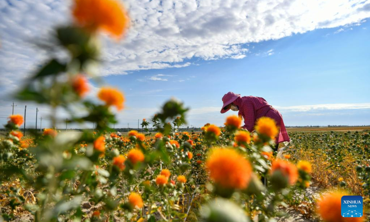 Villagers pick safflower threads in Jianggesi Township of Yumin County, northwest China's Xinjiang Uygur Autonomous Region, July 7, 2023. Covering an area of 153,000 mu (10,200 hectares), safflowers in Yumin County have recently entered the harvest season. Photo:Xinhua