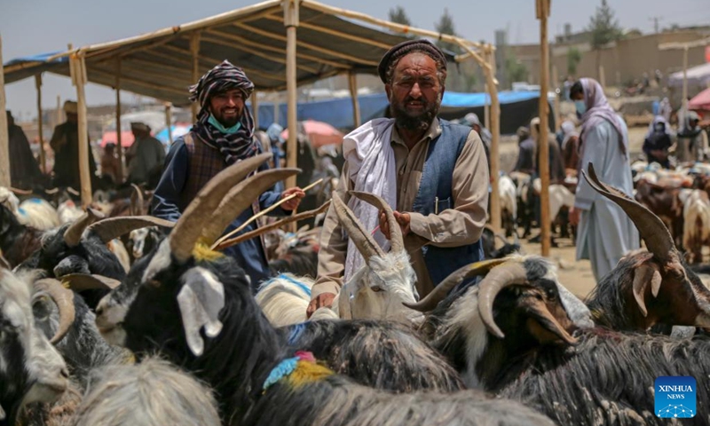 People are seen at a livestock market ahead of Eid al-Adha in Kabul, capital of Afghanistan, June 25, 2023. Eid al-Adha, one of the most important holidays for Muslims, will start on June 28 this year.(Photo: Xinhua)