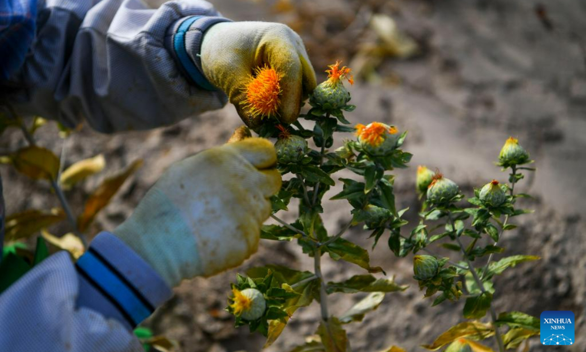 Villagers pick safflower threads in Jianggesi Township of Yumin County, northwest China's Xinjiang Uygur Autonomous Region, July 7, 2023. Covering an area of 153,000 mu (10,200 hectares), safflowers in Yumin County have recently entered the harvest season. Photo:Xinhua