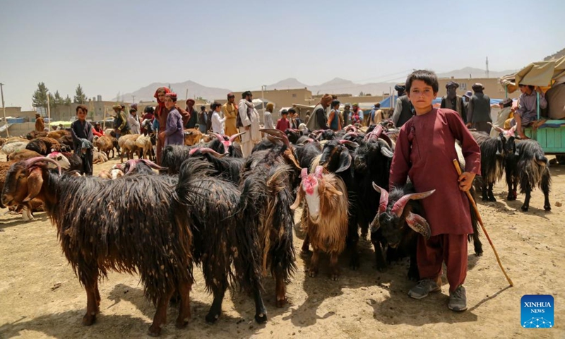 A boy waits to sell his sheep at a livestock market ahead of Eid al-Adha in Kabul, capital of Afghanistan, June 25, 2023. Eid al-Adha, one of the most important holidays for Muslims, will start on June 28 this year. (Photo: Xinhua)