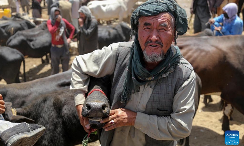 A man waits to sell his cattle at a livestock market ahead of Eid al-Adha in Kabul, capital of Afghanistan, June 25, 2023. Eid al-Adha, one of the most important holidays for Muslims, will start on June 28 this year. (Photo: Xinhua)