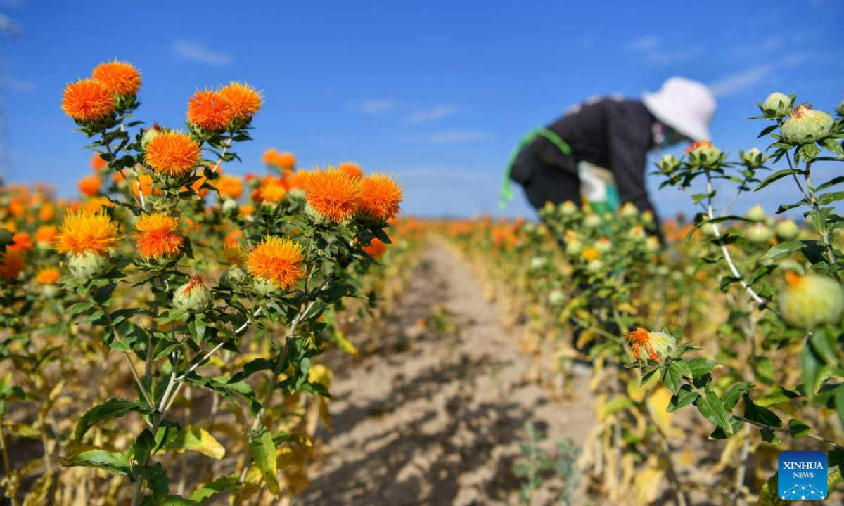 Villagers pick safflower threads in Jianggesi Township of Yumin County, northwest China's Xinjiang Uygur Autonomous Region, July 7, 2023. Covering an area of 153,000 mu (10,200 hectares), safflowers in Yumin County have recently entered the harvest season. Photo:Xinhua