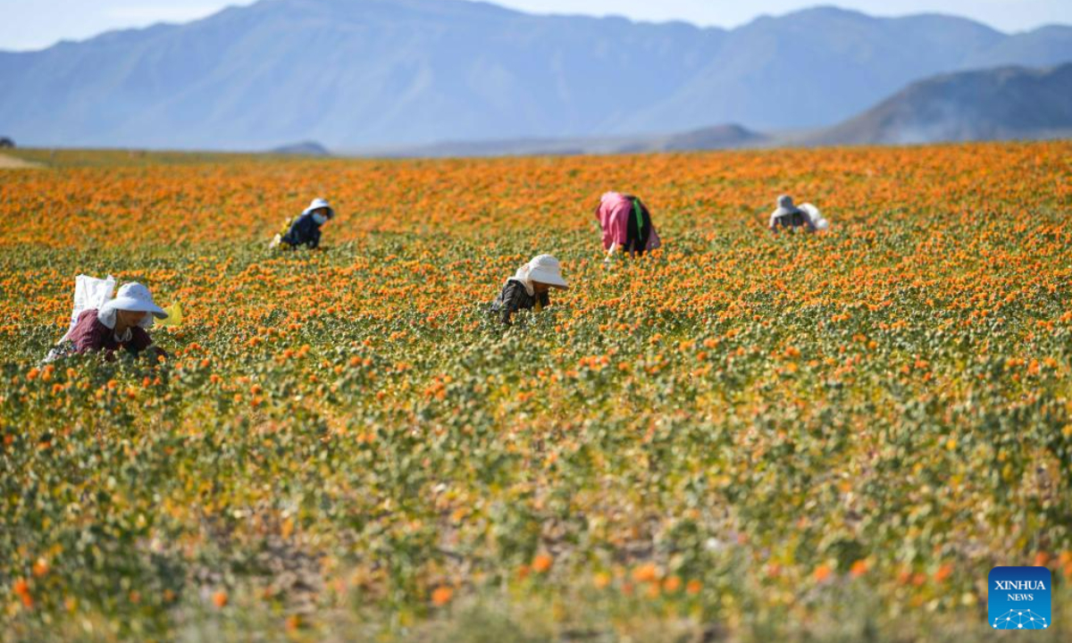 Villagers pick safflower threads in Jianggesi Township of Yumin County, northwest China's Xinjiang Uygur Autonomous Region, July 7, 2023. Covering an area of 153,000 mu (10,200 hectares), safflowers in Yumin County have recently entered the harvest season. Photo:Xinhua