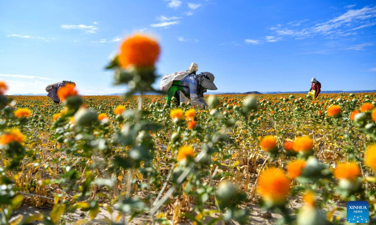 Villagers pick safflower threads in Jianggesi Township of Yumin County, northwest China's Xinjiang Uygur Autonomous Region, July 7, 2023. Covering an area of 153,000 mu (10,200 hectares), safflowers in Yumin County have recently entered the harvest season. Photo:Xinhua