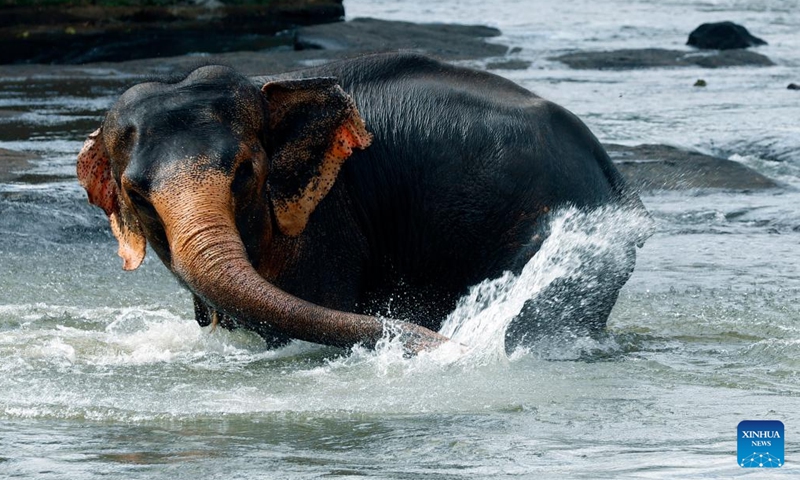 An elephant bathes in a river at the Pinnawala Elephant Orphanage, Sri Lanka, June 26, 2023(Photo: Xinhua)