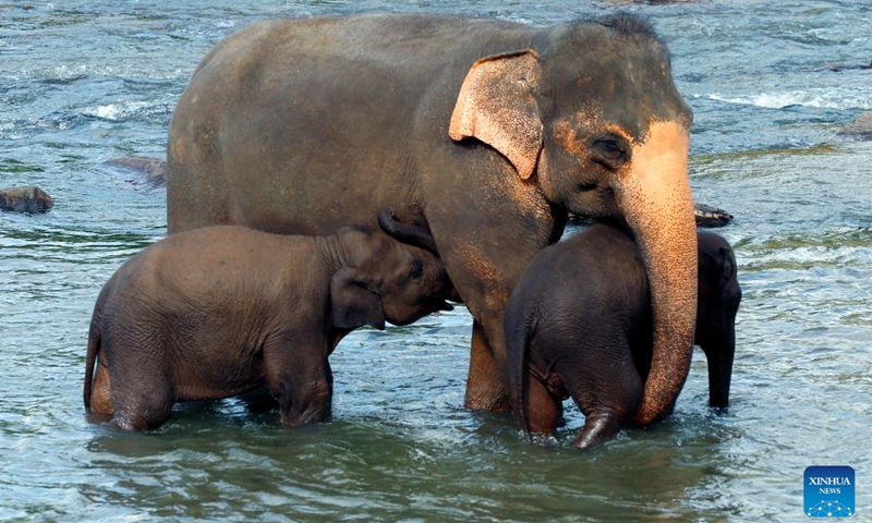 Elephants bathe in a river at the Pinnawala Elephant Orphanage, Sri Lanka, June 26, 2023.(Photo: Xinhua)