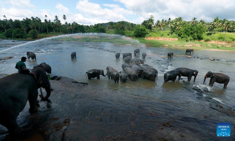 Elephants bathe in a river at the Pinnawala Elephant Orphanage, Sri Lanka, June 26, 2023.(Photo: Xinhua)