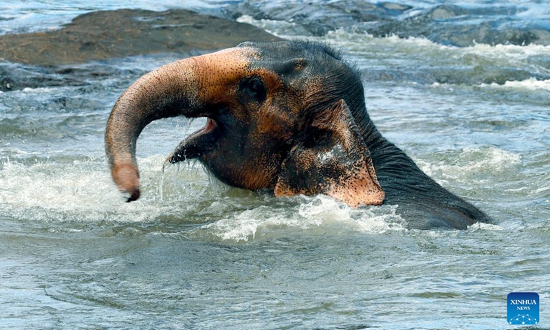 An elephant bathes in a river at the Pinnawala Elephant Orphanage, Sri Lanka, June 26, 2023(Photo: Xinhua)