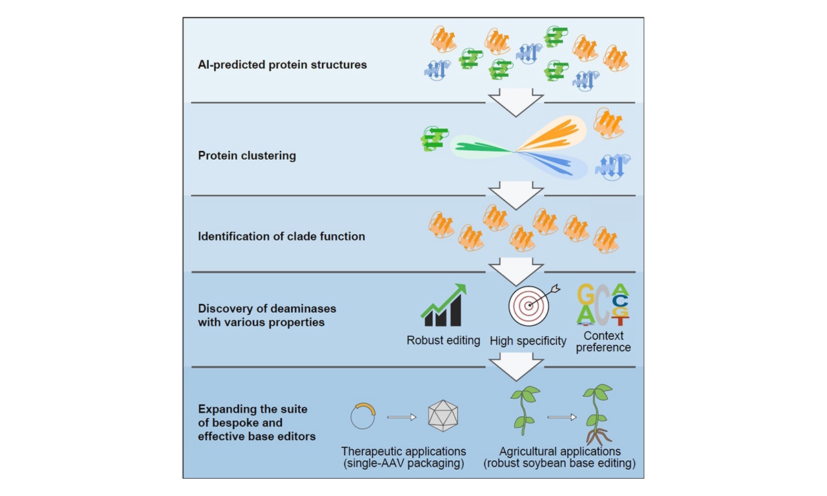 Diagrammatic drawing of base editing tools through innovative protein clustering method from IGDB