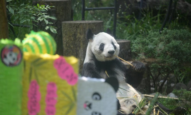 Giant panda Xin Xin eats bamboo at the Chapultepec Zoo in Mexico City, Mexico, July 1, 2023. The giant panda Xin Xin celebrated its 33rd birthday on Saturday. (Xinhua/Xin Yuewei)

