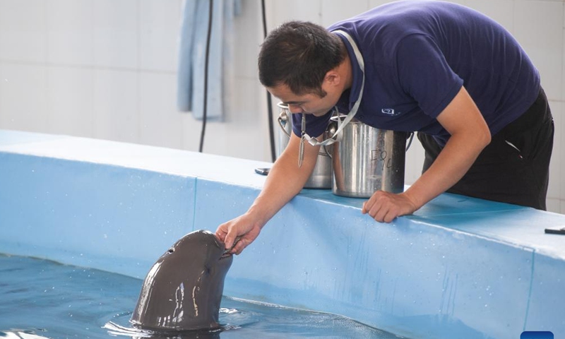 A keeper feeds Yangtze finless porpoise F9C22 at the Institute of Hydrobiology (IHB) of Chinese Academy of Sciences in Wuhan, central China's Hubei Province, June 27, 2023. F9C22, the first second-generation artificially-bred female Yangtze finless porpoise, turned one year old on Tuesday.

On June 27, 2022, Yangtze finless porpoise Fujiu gave birth to F9C22, marking an achievement in artificial breeding and reproduction of the species. (Xinhua/Xiao Yijiu)