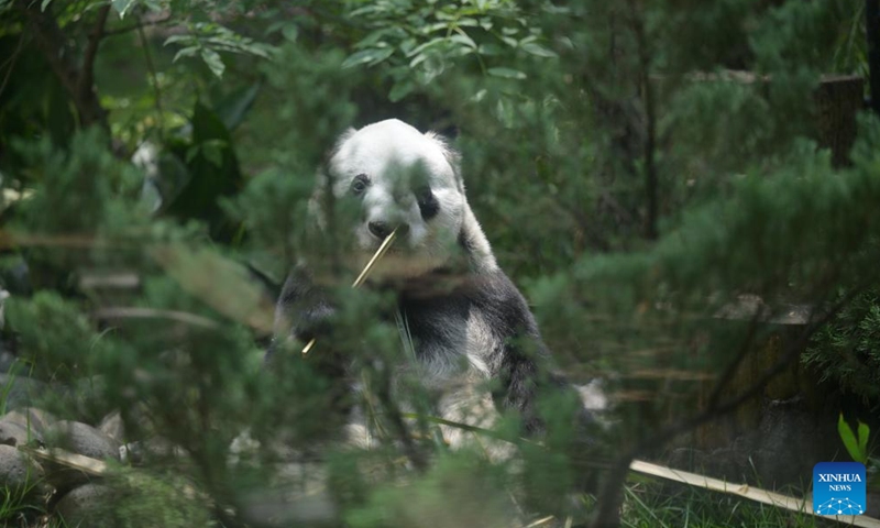 Giant panda Xin Xin eats bamboo at the Chapultepec Zoo in Mexico City, Mexico, July 1, 2023. The giant panda Xin Xin celebrated its 33rd birthday on Saturday. (Xinhua/Xin Yuewei)