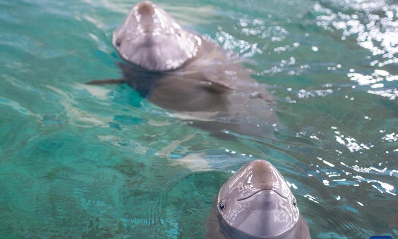 Yangtze finless porpoise F9C22 (front) swims with its mother at the Institute of Hydrobiology (IHB) of Chinese Academy of Sciences in Wuhan, central China's Hubei Province, June 27, 2023. F9C22, the first second-generation artificially-bred female Yangtze finless porpoise, turned one year old on Tuesday.

On June 27, 2022, Yangtze finless porpoise Fujiu gave birth to F9C22, marking an achievement in artificial breeding and reproduction of the species. (Xinhua/Xiao Yijiu)

