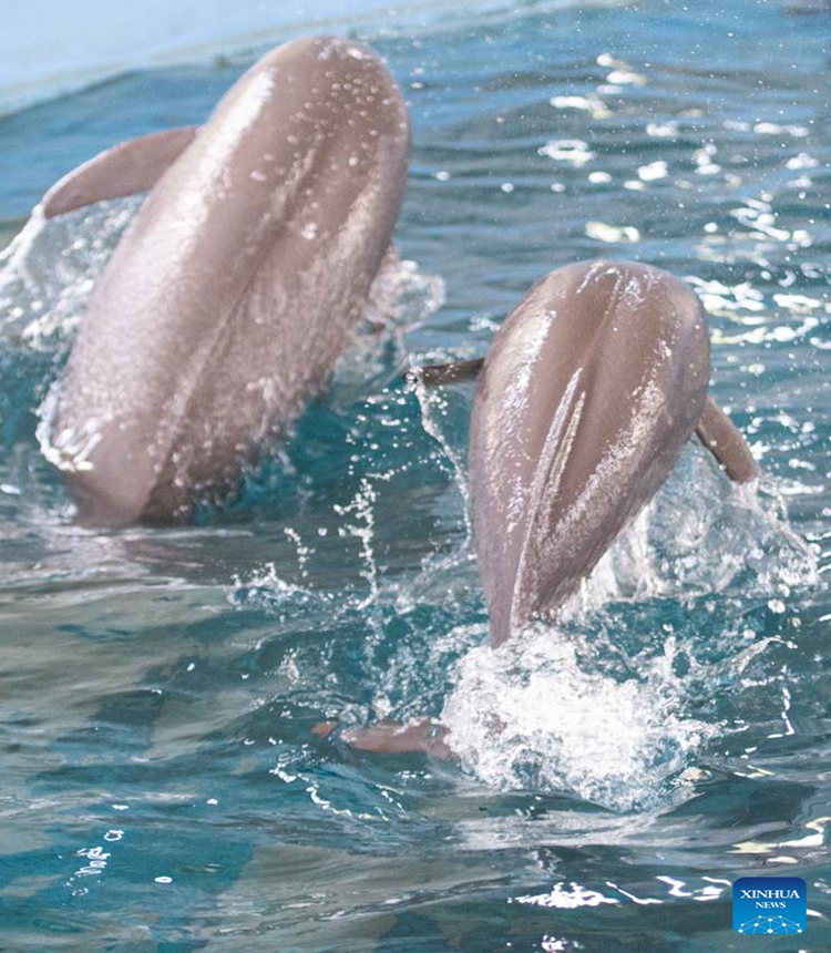 Yangtze finless porpoise F9C22 (R) swims with its mother at the Institute of Hydrobiology (IHB) of Chinese Academy of Sciences in Wuhan, central China's Hubei Province, June 27, 2023. F9C22, the first second-generation artificially-bred female Yangtze finless porpoise, turned one year old on Tuesday.

On June 27, 2022, Yangtze finless porpoise Fujiu gave birth to F9C22, marking an achievement in artificial breeding and reproduction of the species. (Xinhua/Xiao Yijiu)