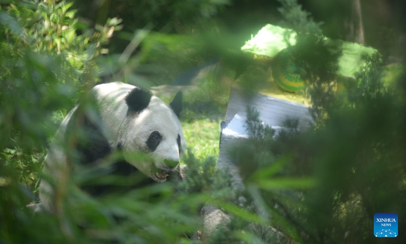 Giant panda Xin Xin plays at the Chapultepec Zoo in Mexico City, Mexico, July 1, 2023. The giant panda Xin Xin celebrated its 33rd birthday on Saturday. (Xinhua/Xin Yuewei)

