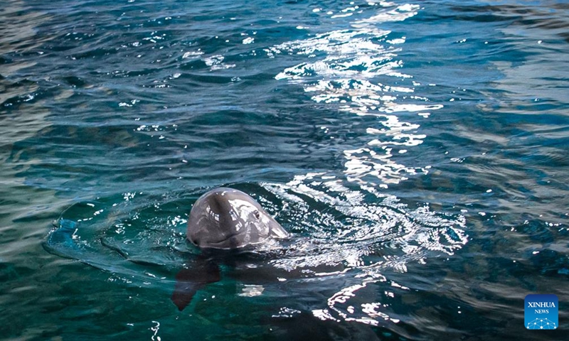 Yangtze finless porpoise F9C22 swims at the Institute of Hydrobiology (IHB) of Chinese Academy of Sciences in Wuhan, central China's Hubei Province, June 27, 2023. F9C22, the first second-generation artificially-bred female Yangtze finless porpoise, turned one year old on Tuesday.

On June 27, 2022, Yangtze finless porpoise Fujiu gave birth to F9C22, marking an achievement in artificial breeding and reproduction of the species. (Xinhua/Xiao Yijiu)