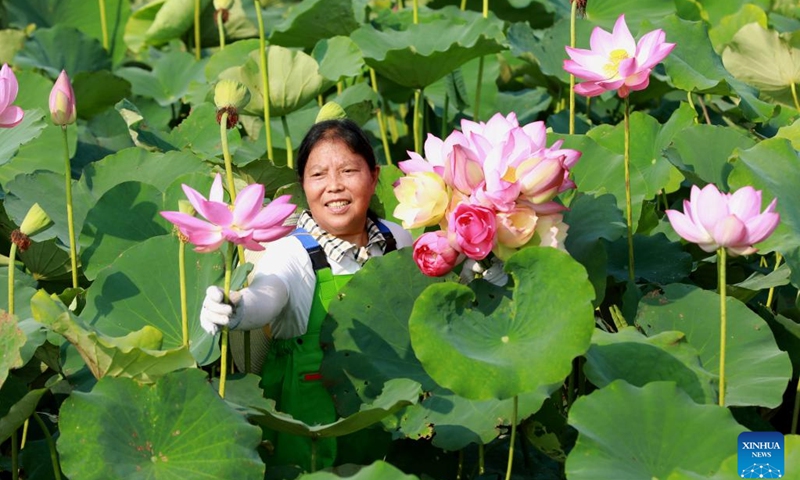 A villager picks lotus flowers in Shuichi Village of Renshou County, Meishan, southwest China's Sichuan Province, June 26, 2023. Lotus flowers across China have begun to bloom as summer comes.(Photo: Xinhua)