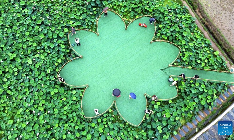 This aerial photo taken on June 27, 2023 shows a lotus pond in Wangxiang Village of Liangnong Town, Yuyao, east China's Zhejiang Province. Lotus flowers across China have begun to bloom as summer comes.(Photo: Xinhua)