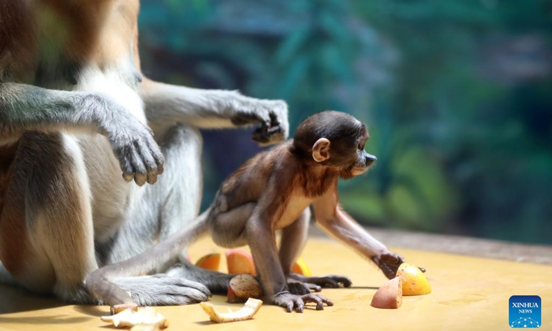 Proboscis monkey cub Wuyi is seen with its mother at Chimelong Safari Park in Guangzhou, south China's Guangdong Province, June 29, 2023. The proboscis monkey cub, born on May 1, made its public debut at the zoo on Thursday. Chimelong Safari Park has successfully bred 11 proboscis monkey cubs since the introduction of proboscis monkeys in 2017.(Photo: Xinhua)