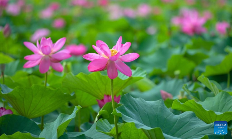 This photo taken on June 20, 2023 shows blooming lotus flowers in Yuqing County of Zunyi, southwest China's Guizhou Province. Lotus flowers across China have begun to bloom as summer comes.(Photo: Xinhua)